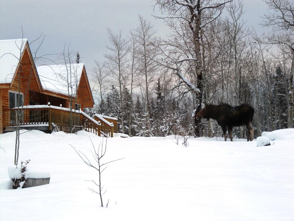 Eagle Bear Lodge Tatla Lake Exterior foto